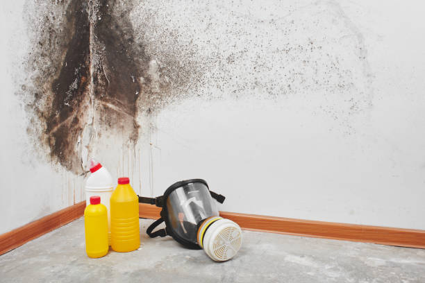 Home Mold Removal in Gunbarrel, CO