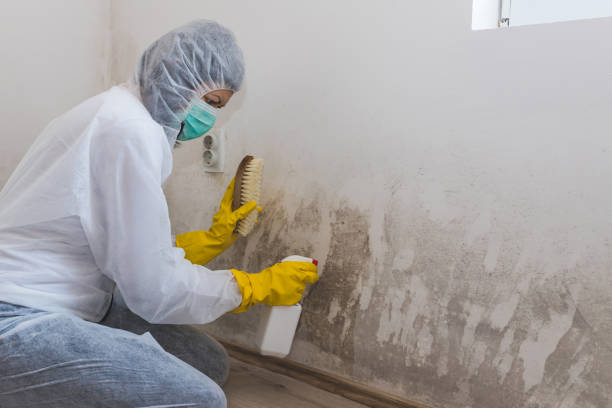 Mold Removal and Inspection in Gunbarrel, CO