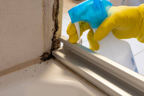 Best Professional Mold Removal  in Gunbarrel, CO