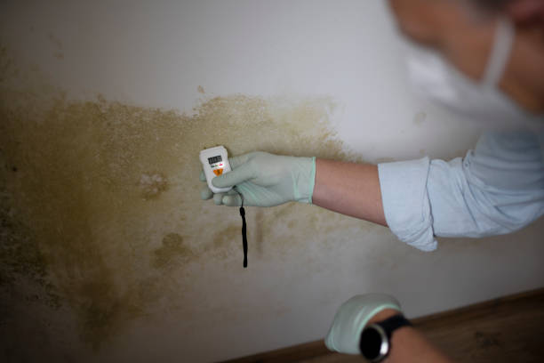 Best Local Mold Removal Service  in Gunbarrel, CO