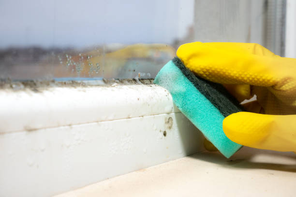 Best Home Mold Removal  in Gunbarrel, CO