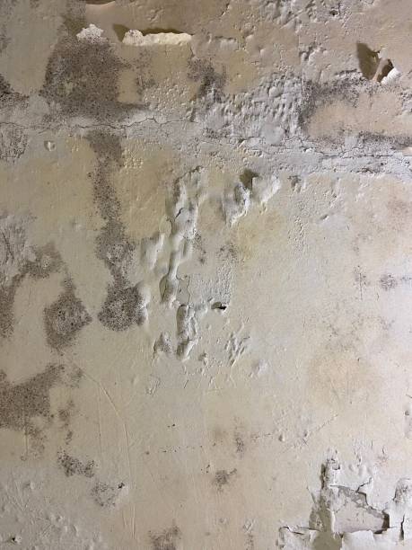 Certified Mold Removal in Gunbarrel, CO