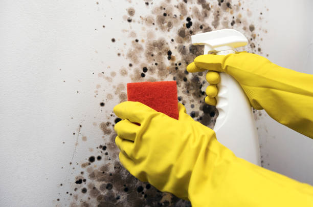 Best Mold Cleaning Services  in Gunbarrel, CO