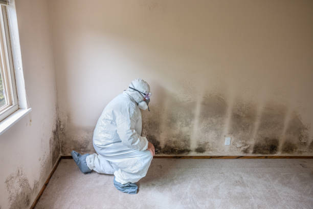 Best Commercial Mold Removal  in Gunbarrel, CO