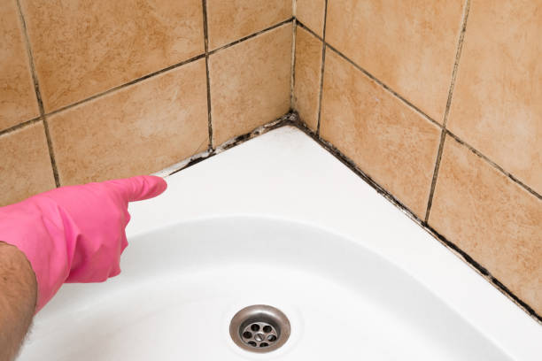 Best Mold Removal Near Me  in Gunbarrel, CO